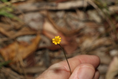 Glossocardia bidens