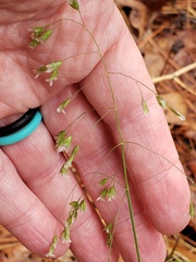Poa cuspidata