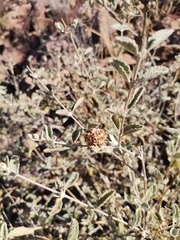 Buddleja marrubiifolia
