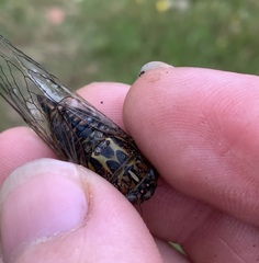 Amphipsalta