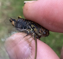 Amphipsalta