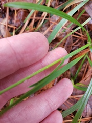 Poa cuspidata