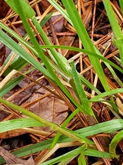 Poa cuspidata