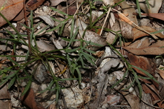 Glossocardia bidens