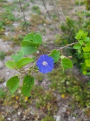 Jacquemontia pentanthos