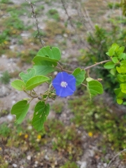 Jacquemontia pentanthos