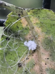 Aleurodicus dispersus