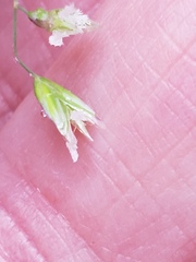 Poa cuspidata