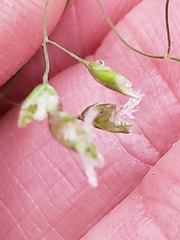 Poa cuspidata