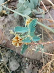 Abutilon malacum