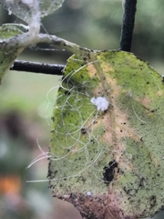 Aleurodicus dispersus