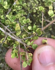 Coprosma parviflora