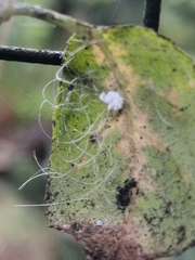 Aleurodicus dispersus