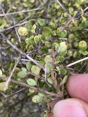 Coprosma parviflora
