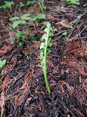 Botrychium crenulatum