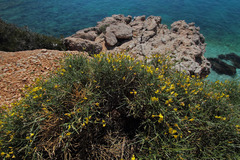 Genista acanthoclada