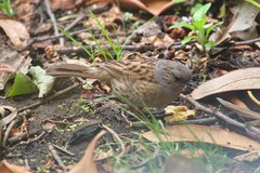 Prunella modularis occidentalis