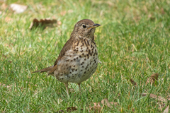 Turdus philomelos clarkei