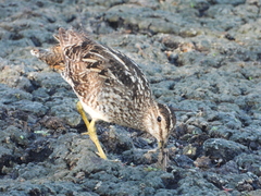 Gallinago paraguaiae