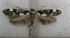 Mompha conturbatella