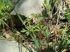 Geranium purpureum