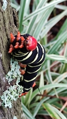 Pseudosphinx tetrio