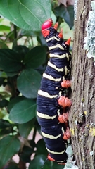 Pseudosphinx tetrio