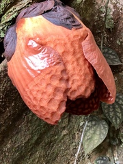 Rafflesia