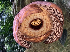 Rafflesia
