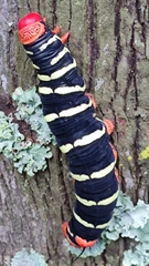 Pseudosphinx tetrio