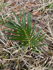 Cycas revoluta