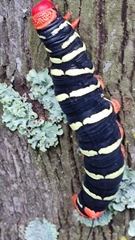 Pseudosphinx tetrio
