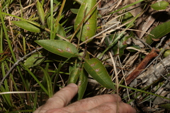 Notelaea ovata