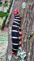 Pseudosphinx tetrio