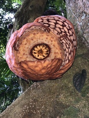 Rafflesia