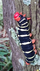 Pseudosphinx tetrio