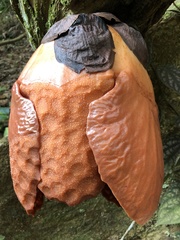 Rafflesia