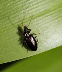 Platynini