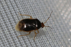 Monalocoris filicis