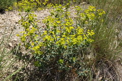 Euphorbia esula