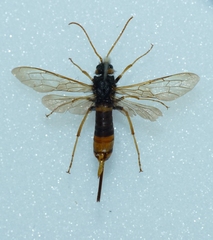 Urocerus gigas