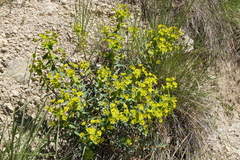 Euphorbia esula