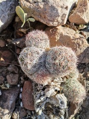 Escobaria chihuahuensis