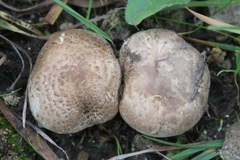 Agaricus bisporus