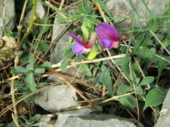 Lathyrus digitatus