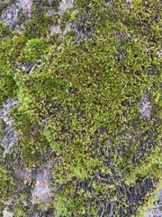 Racomitrium heterostichum