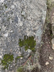 Racomitrium heterostichum