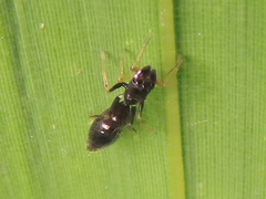 Myrmarachne inermichelis