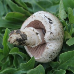 Agaricus bisporus