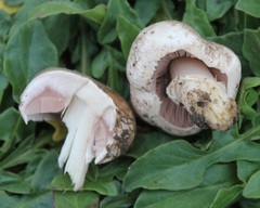 Agaricus bisporus
